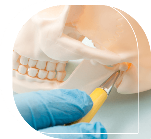 Gloved hand gesturing to the jaw joint on a model of the skull